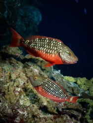 Yin and Yang of Parrotfish by Lowrey Holthaus 